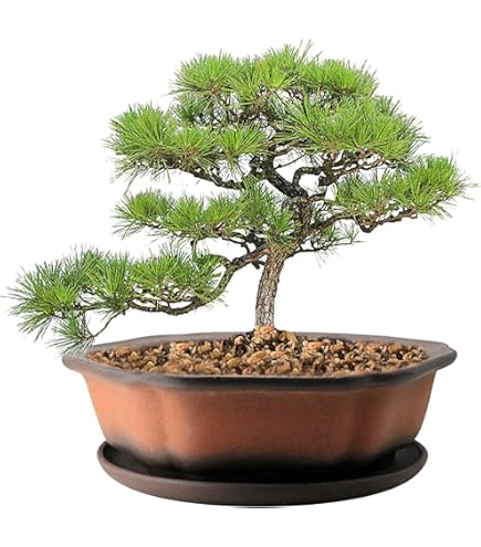 紫砂花盆　盆栽　中国古美術   高さ12.2cm Amazon.com: MUZHI 9 英吋(約22.9 公分)盆景盆景花盆附濕度排水